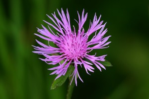 Spotted_Knapweed_(Centaurea_maculosa)