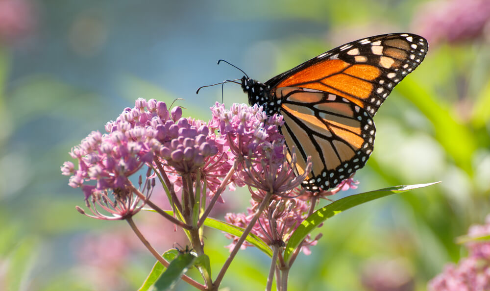 monarch-butterfly-on-milkweed
