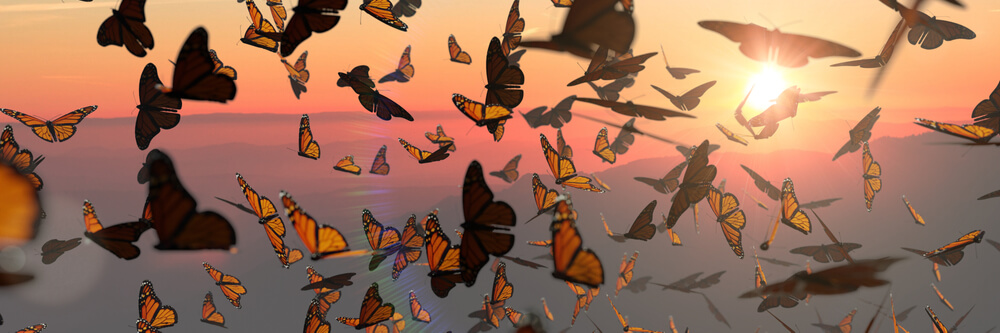 swarm-of-monarch-butterflies