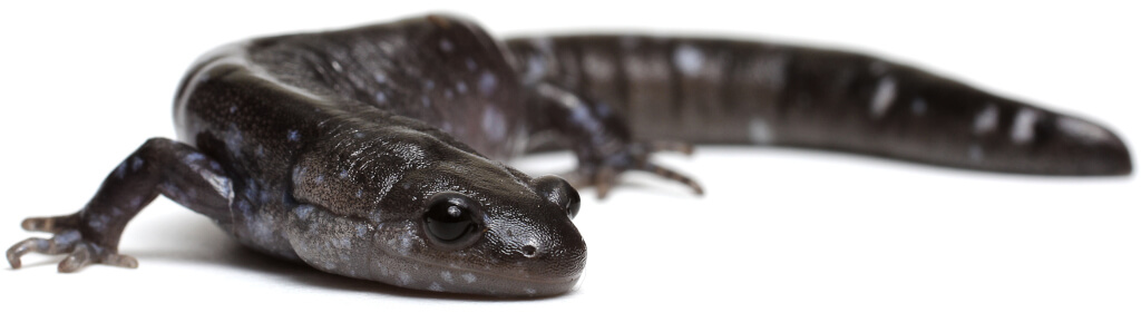 blue-spotted-salamander-white-bg