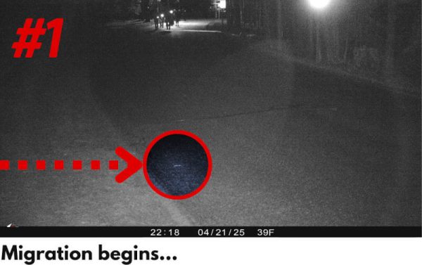 effect-of-light-on-salamanders-01