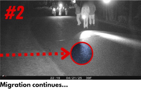 effect-of-light-on-salamanders-02