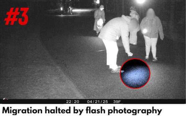 effect-of-light-on-salamanders-03