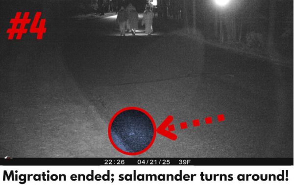 effect-of-light-on-salamanders-04